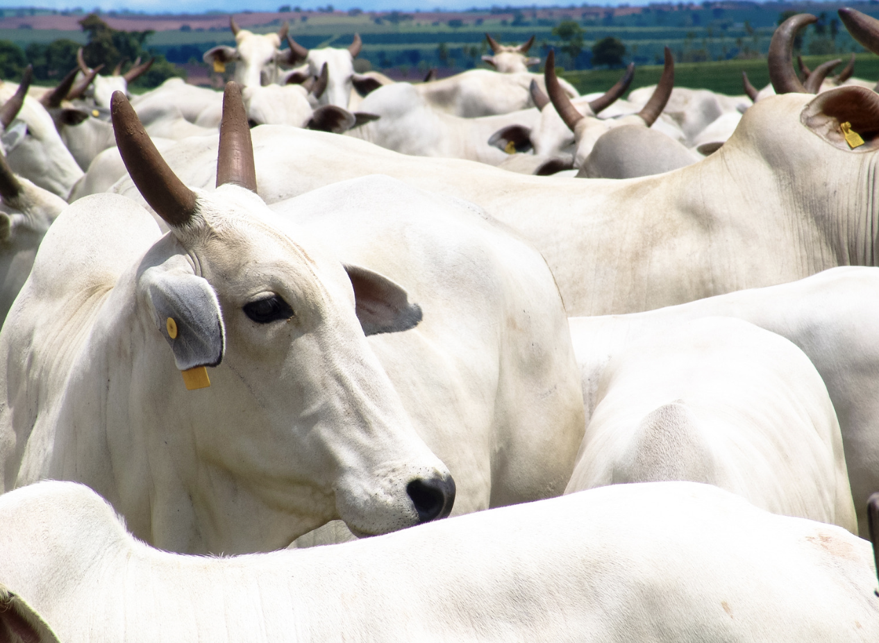 Consumo de carne e a marcha ambientalista atual no Brasil